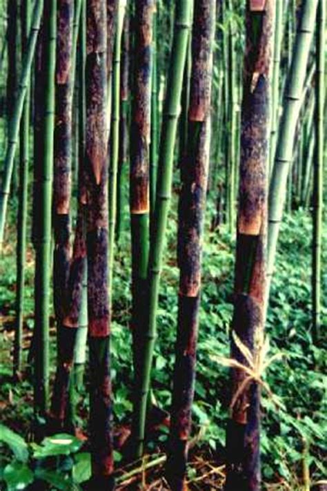 竹 種類 水數字
